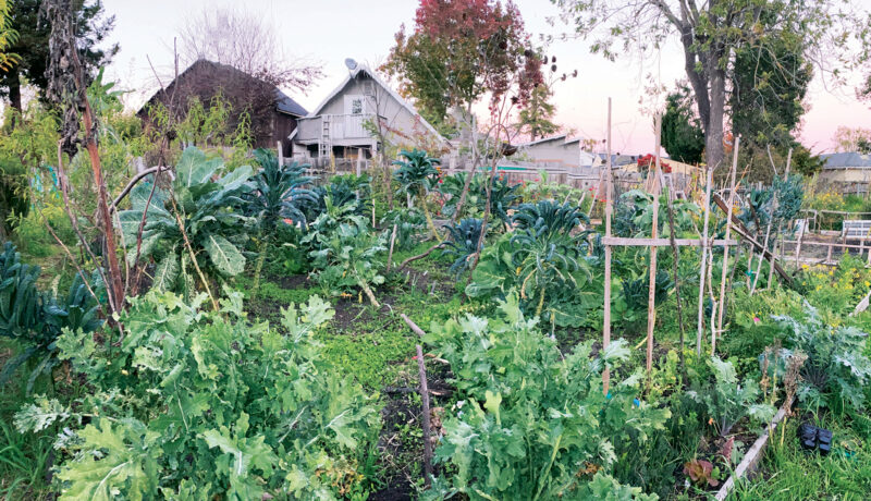 Back to Eden Gardening